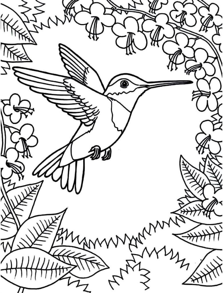 Dibujo de Colibrí Es para Adultos para Colorear y Imprimir