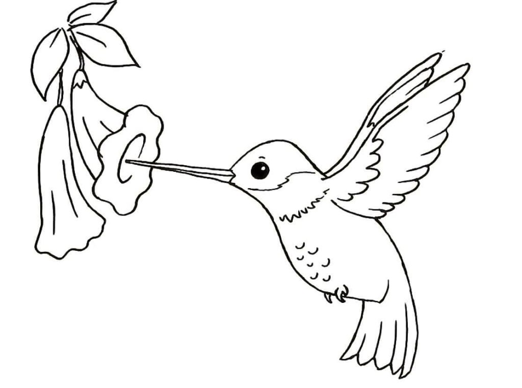 Dibujo de Colibrí Normal Con Flor para Colorear y Imprimir