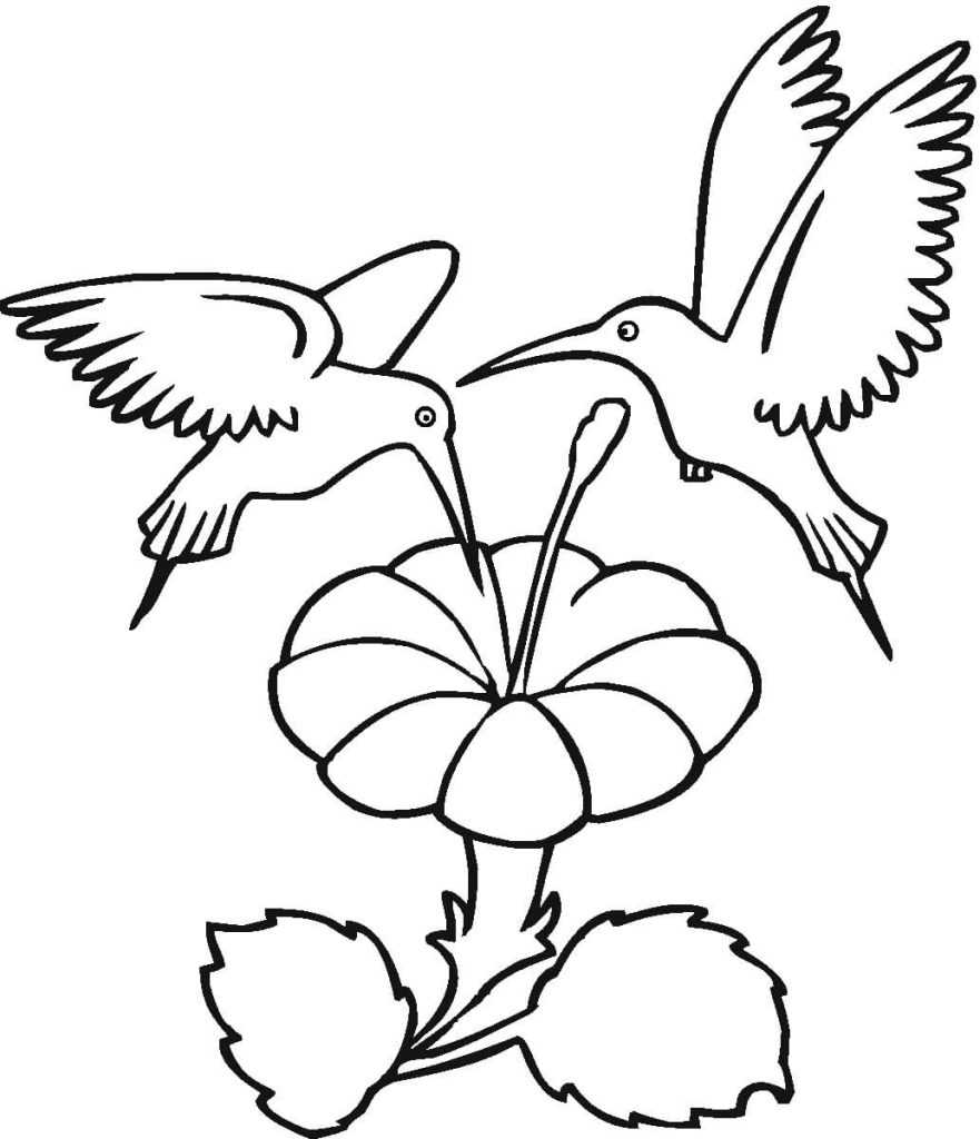 Dibujo de dos Colibries Con Flor para Colorear y Imprimir