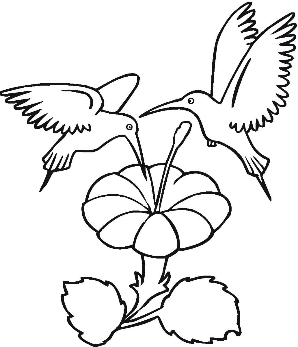 Dibujo de dos Colibries Con Flor para Colorear y Imprimir