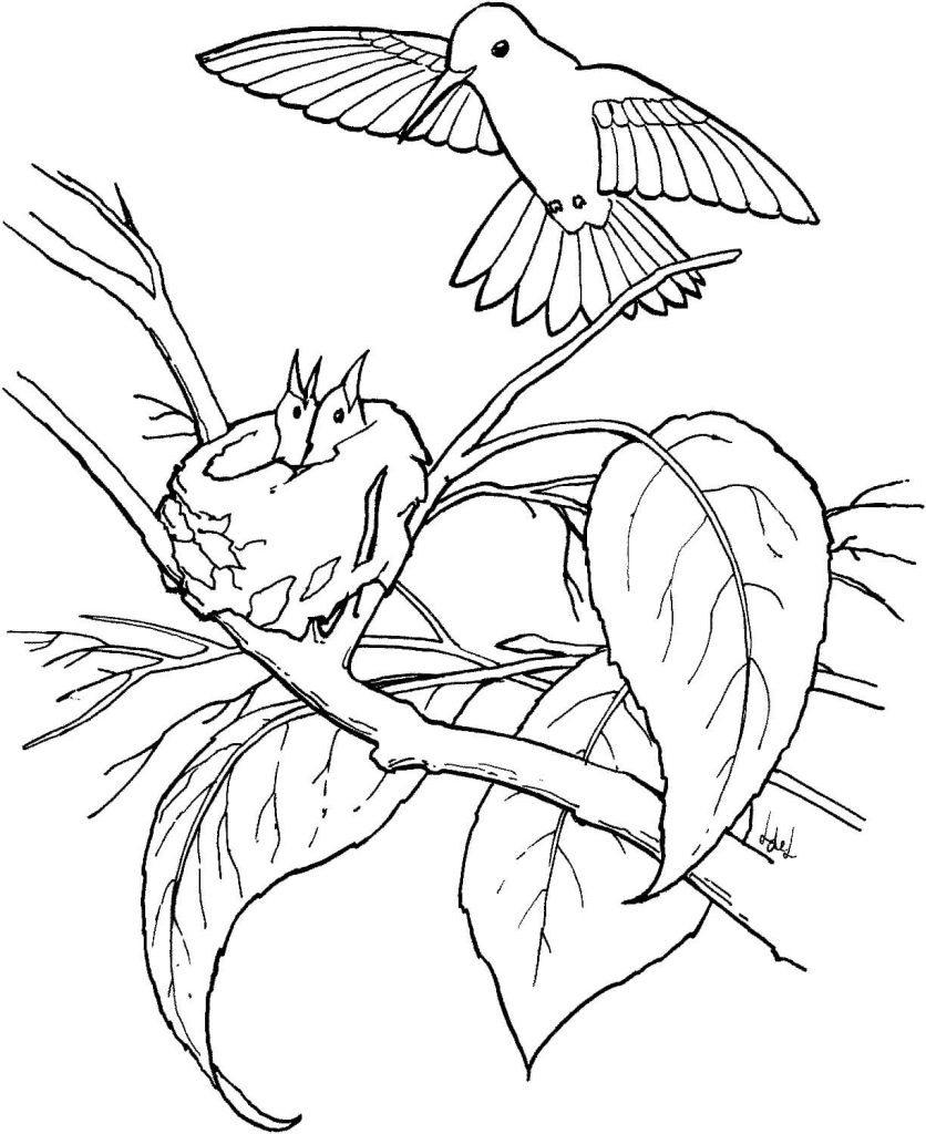 Dibujo de Familia de Colibries En El Árbol para Colorear y Imprimir