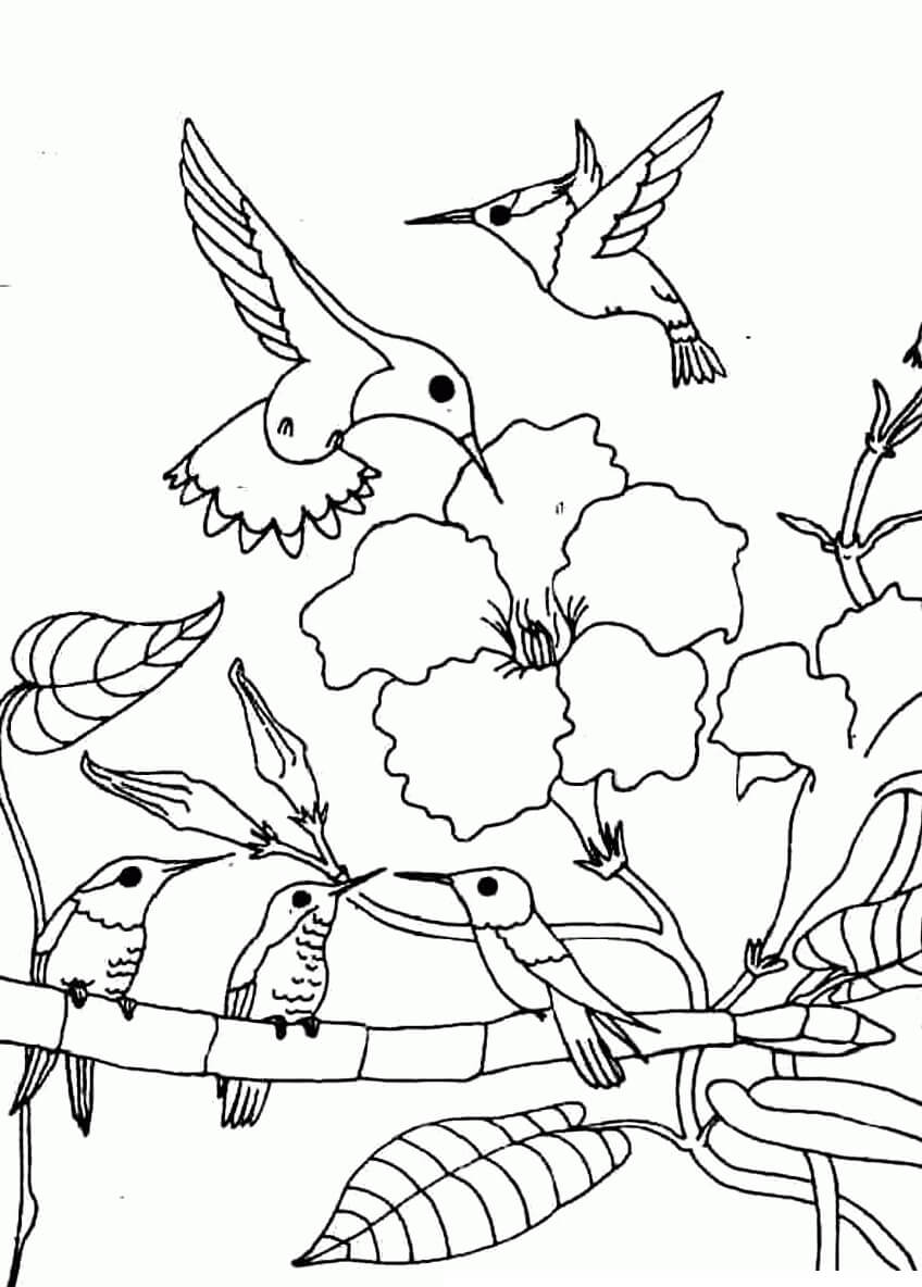 dibujo familia basica de colibries en el arbol para imprimir y colorear