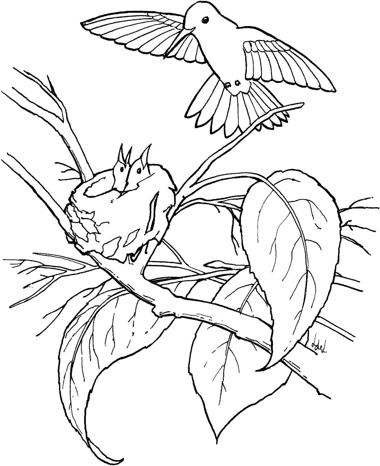 dibujo familia de colibries en el arbol para imprimir y colorear