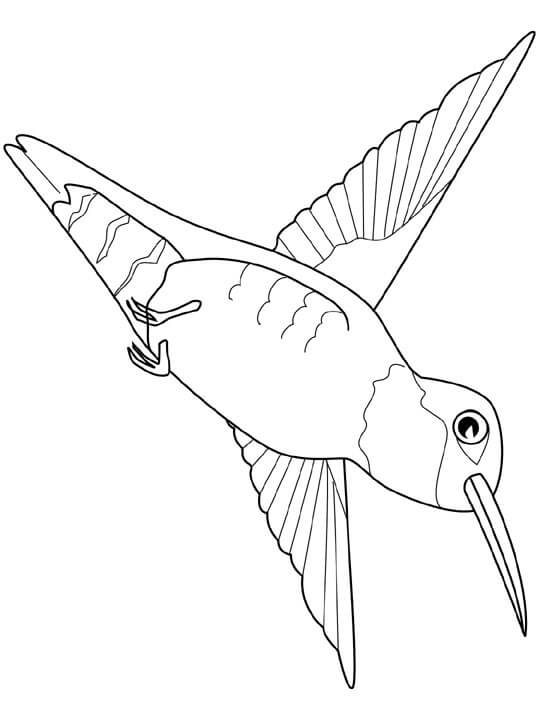 dibujo pdf colibri volando para colorear