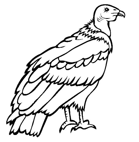 Dibujo de Cóndor Andino para Colorear y Imprimir