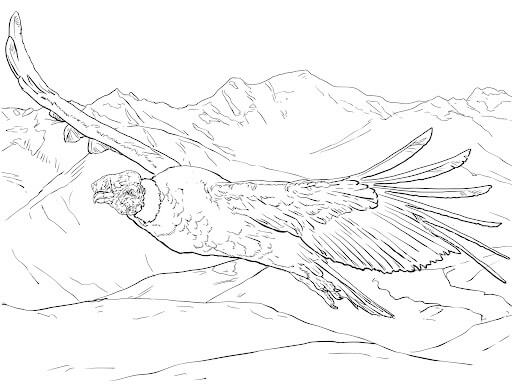 Dibujo de Cóndor Andino Volador para Colorear y Imprimir