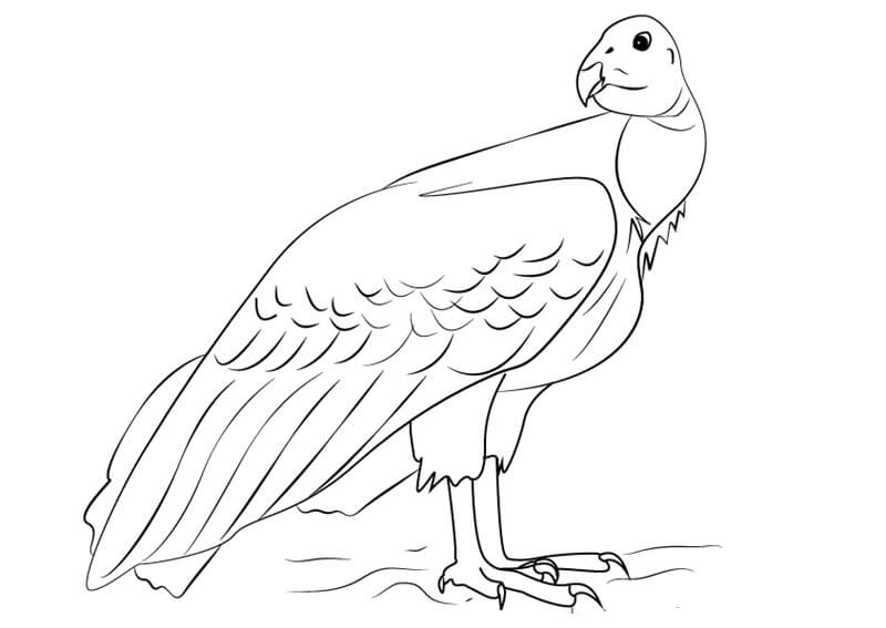 Dibujo de Cóndor Asombroso para Colorear y Imprimir