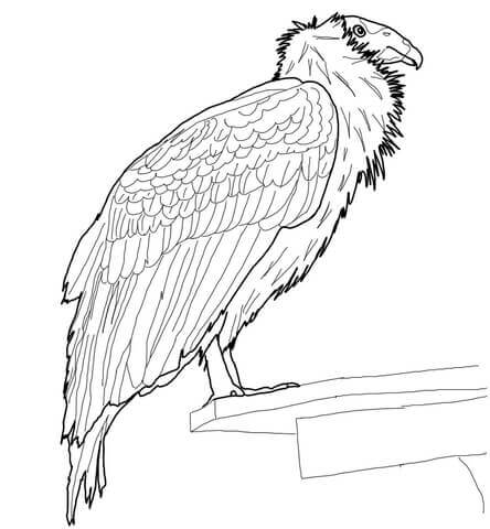Dibujo de Cóndor de California Posado para Colorear y Imprimir