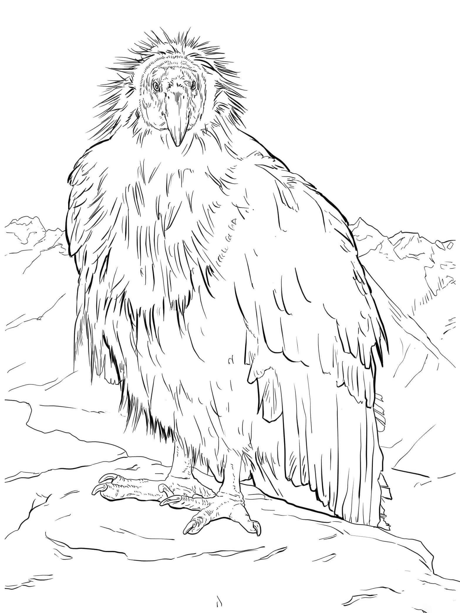 Dibujo de Cóndor Fresco para Colorear y Imprimir