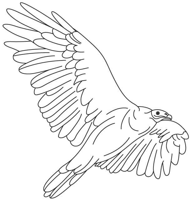 Dibujo de Cóndor Impresionante para Colorear y Imprimir