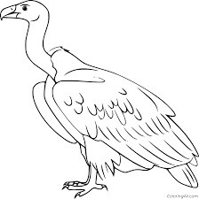 Dibujo de Cóndor Imprimible para Colorear y Imprimir