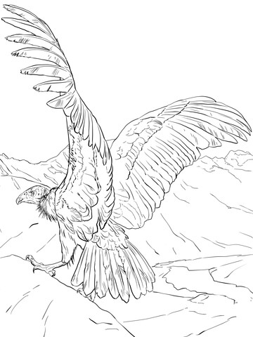 Dibujo de Cóndor Normal para Colorear y Imprimir