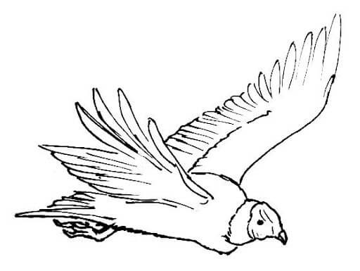 Dibujo de Cóndor Perfecto para Colorear y Imprimir
