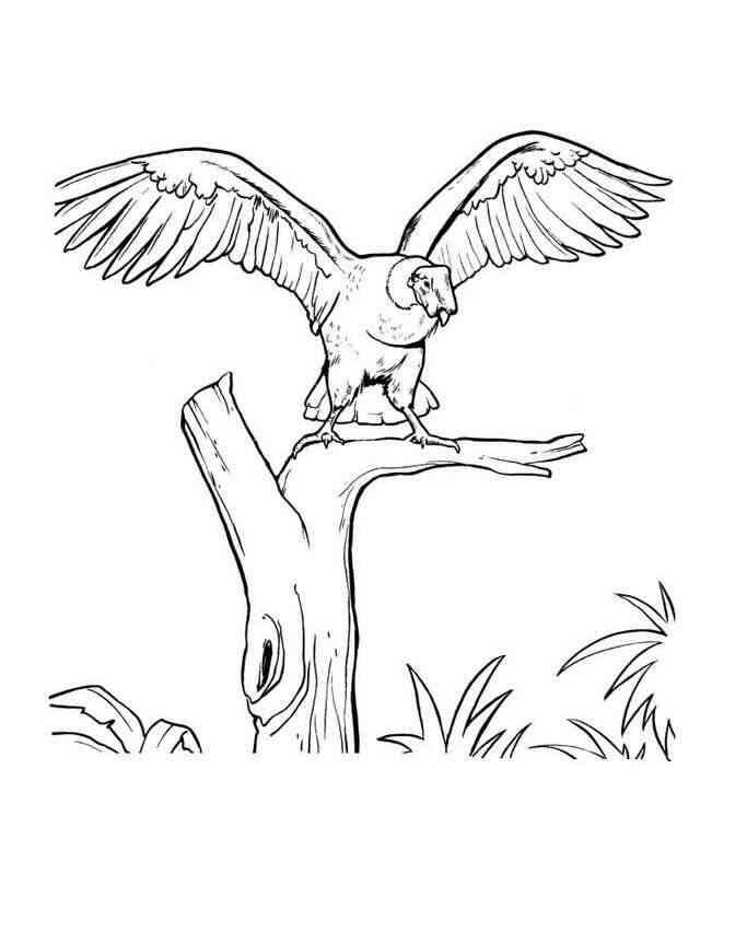 Dibujo de Cóndor Posición En Árbol para Colorear y Imprimir