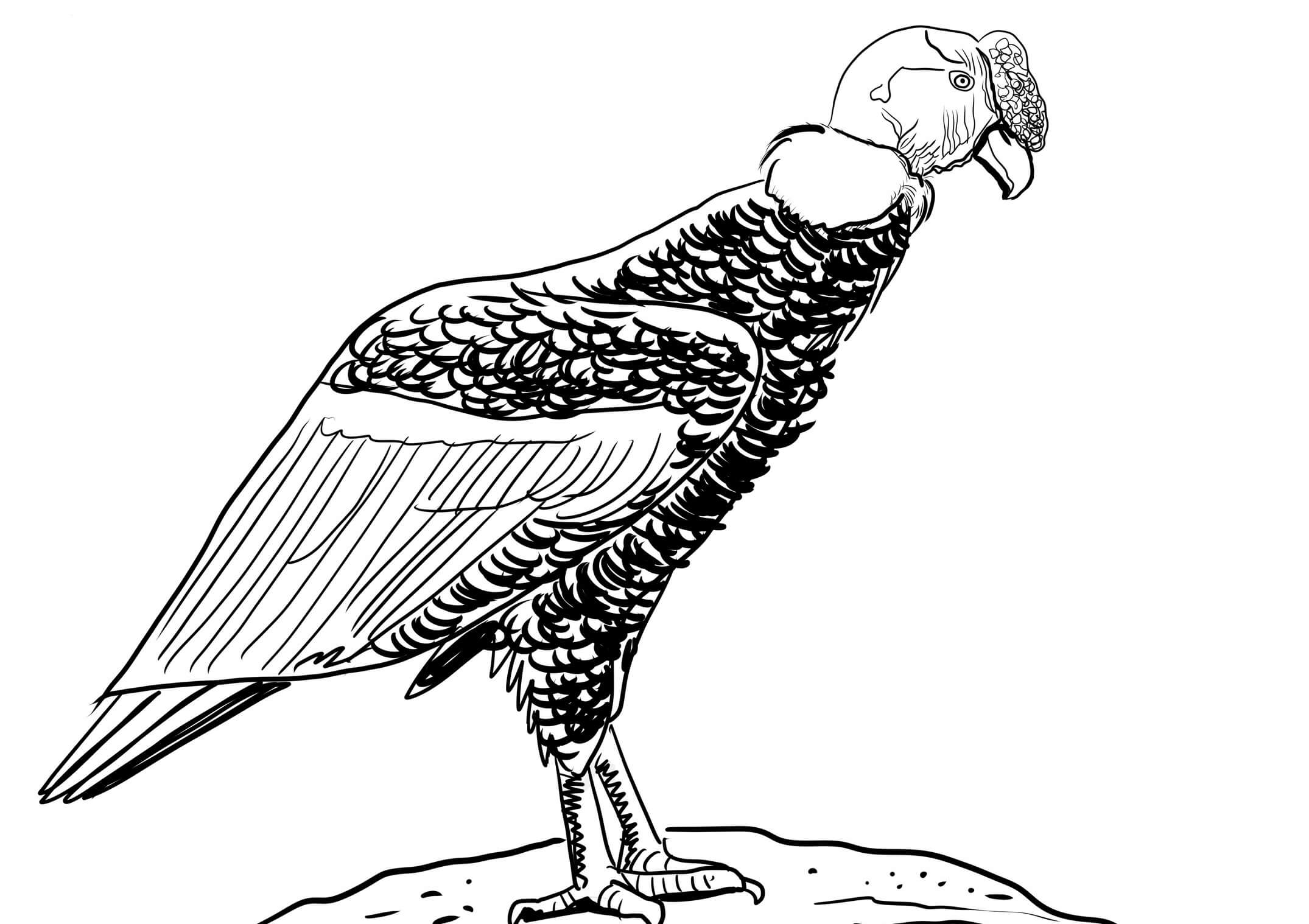 Dibujo de Cóndor Realista para Colorear y Imprimir