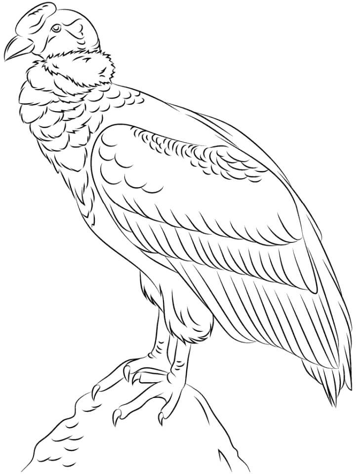 Cóndor para Colorear