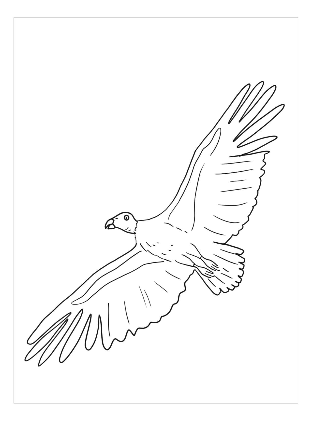 Dibujo de Cóndor Vuelo para Colorear y Imprimir
