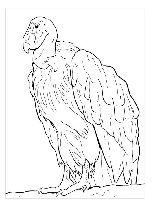 Dibujo de Dibujo Del Cóndor de California para Colorear y Imprimir