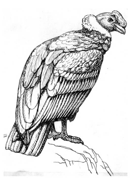 Dibujo de Gran Cóndor para Colorear y Imprimir