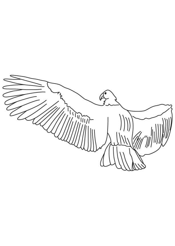 Dibujo de Un Cóndor Andino Sé Eleva para Colorear y Imprimir