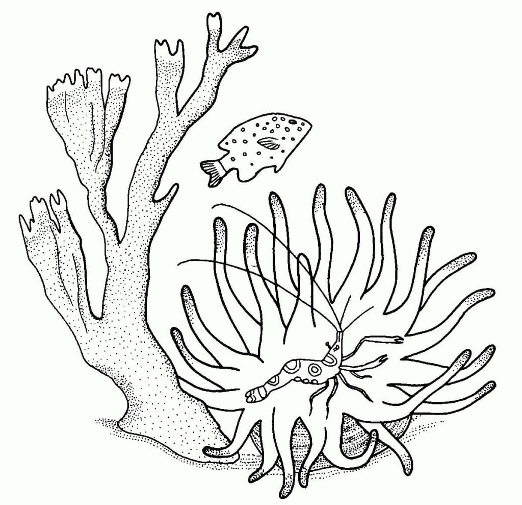 Dibujo de Coral Camarones y Pescado para Colorear y Imprimir