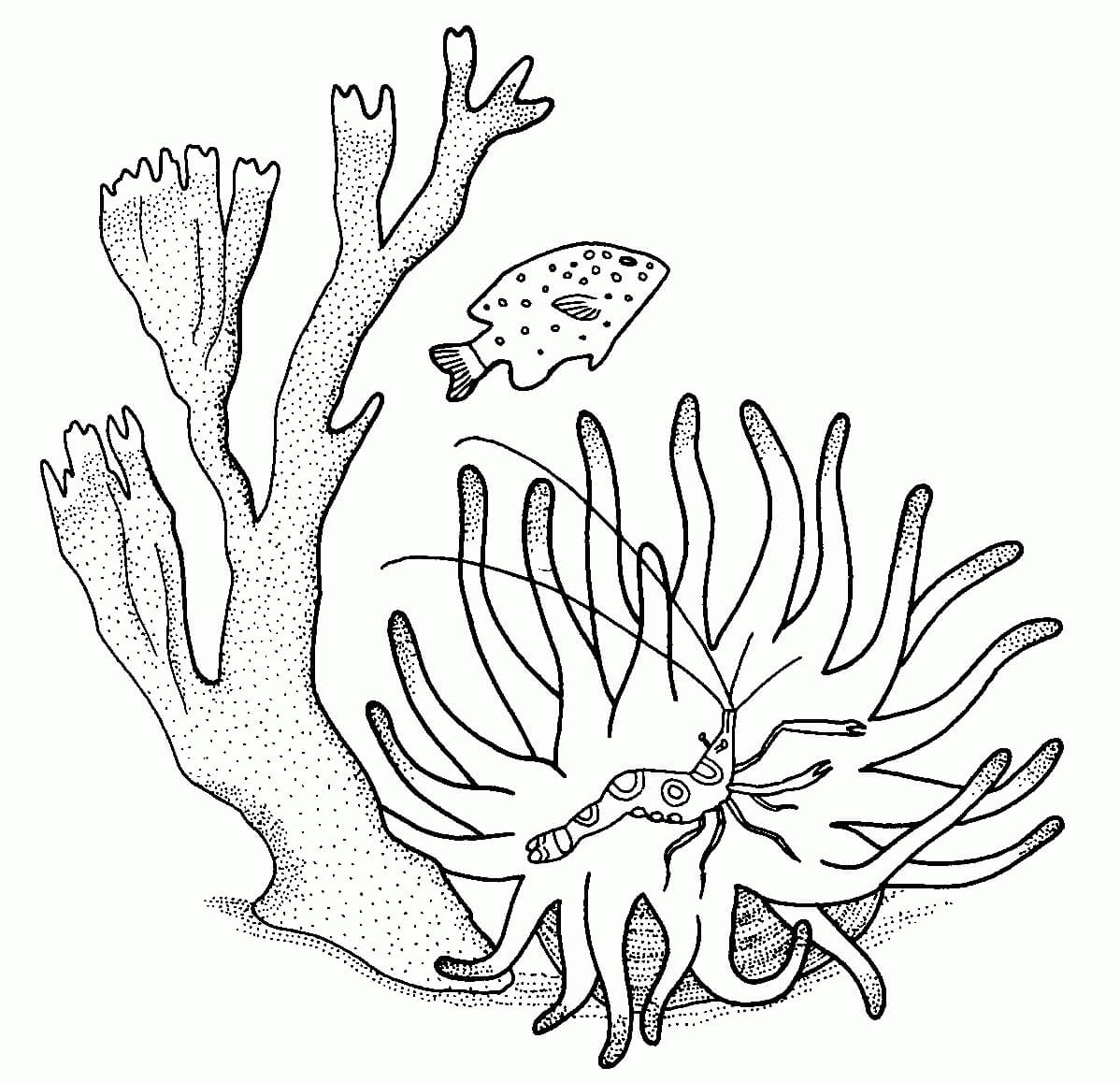Dibujo de Coral Camarones y Pescado para Colorear y Imprimir