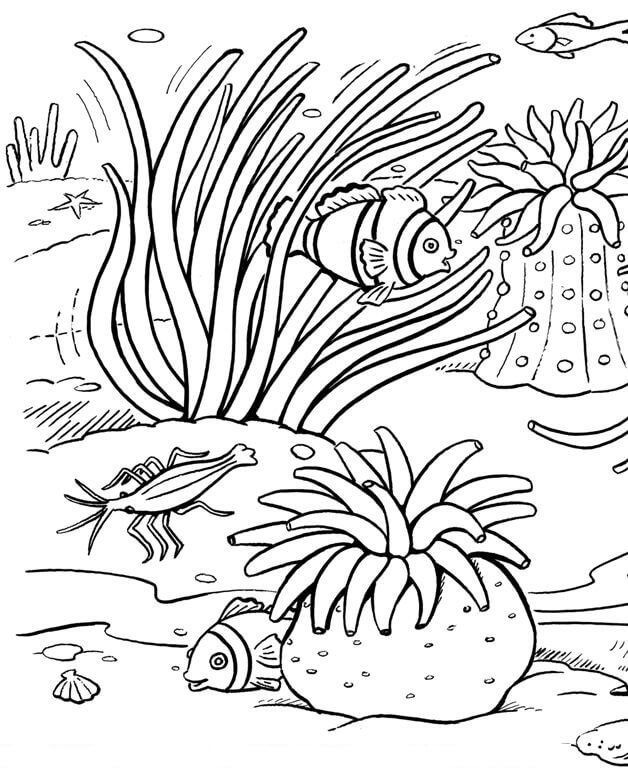 Dibujo de Coral Impresionante para Colorear y Imprimir