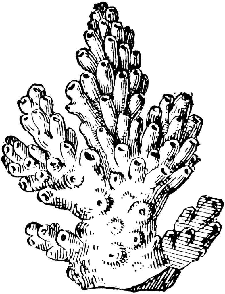 Dibujo de Coral Perfecto para Colorear y Imprimir
