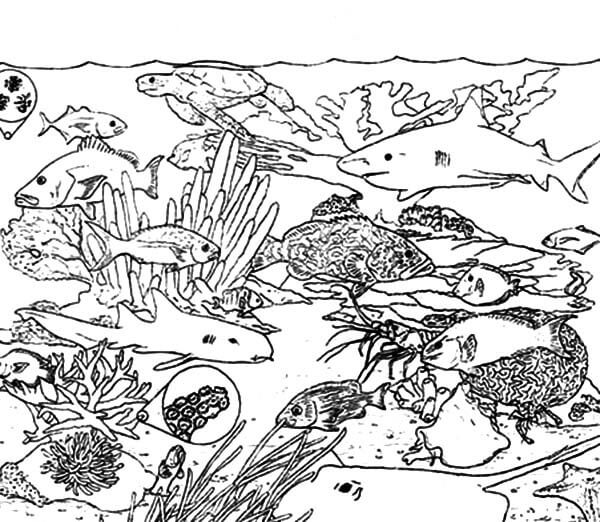 Dibujo de Ecosistema de Arrecifes de Coral para Colorear y Imprimir
