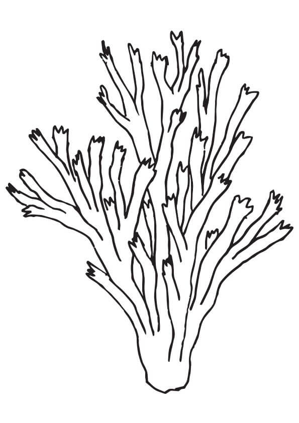 Dibujo de Pilar Coral para Colorear y Imprimir
