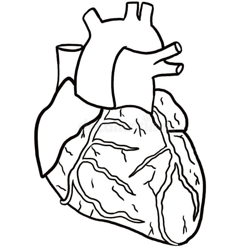 Dibujo de Corazón Anatómico para Colorear y Imprimir