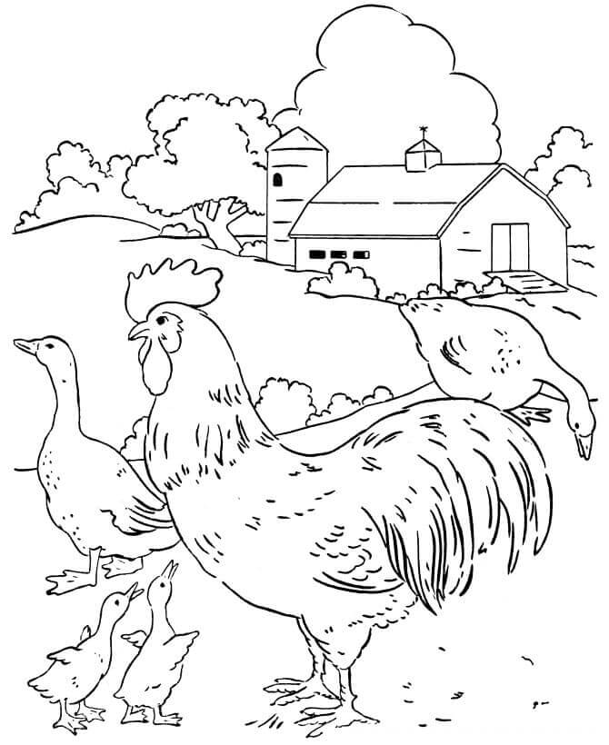 Dibujo de Corral de Pollo y Pato para Colorear y Imprimir