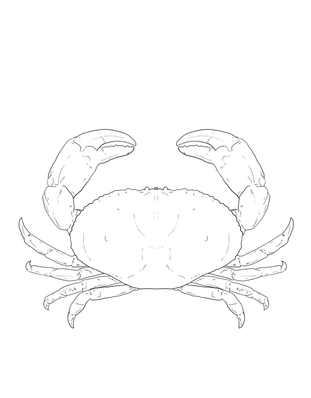Dibujo de Cangrejo de Roca Roja para Colorear y Imprimir
