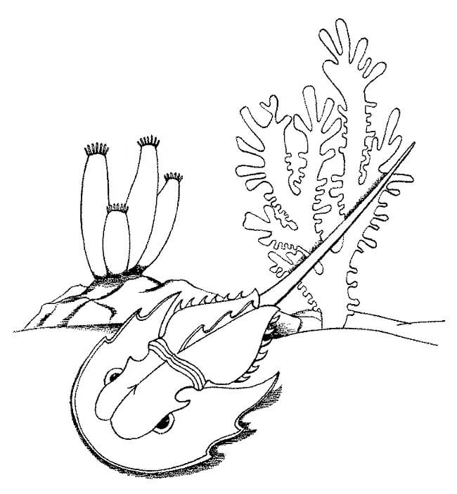 Dibujo de Cangrejo Herradura En El Mar para Colorear y Imprimir
