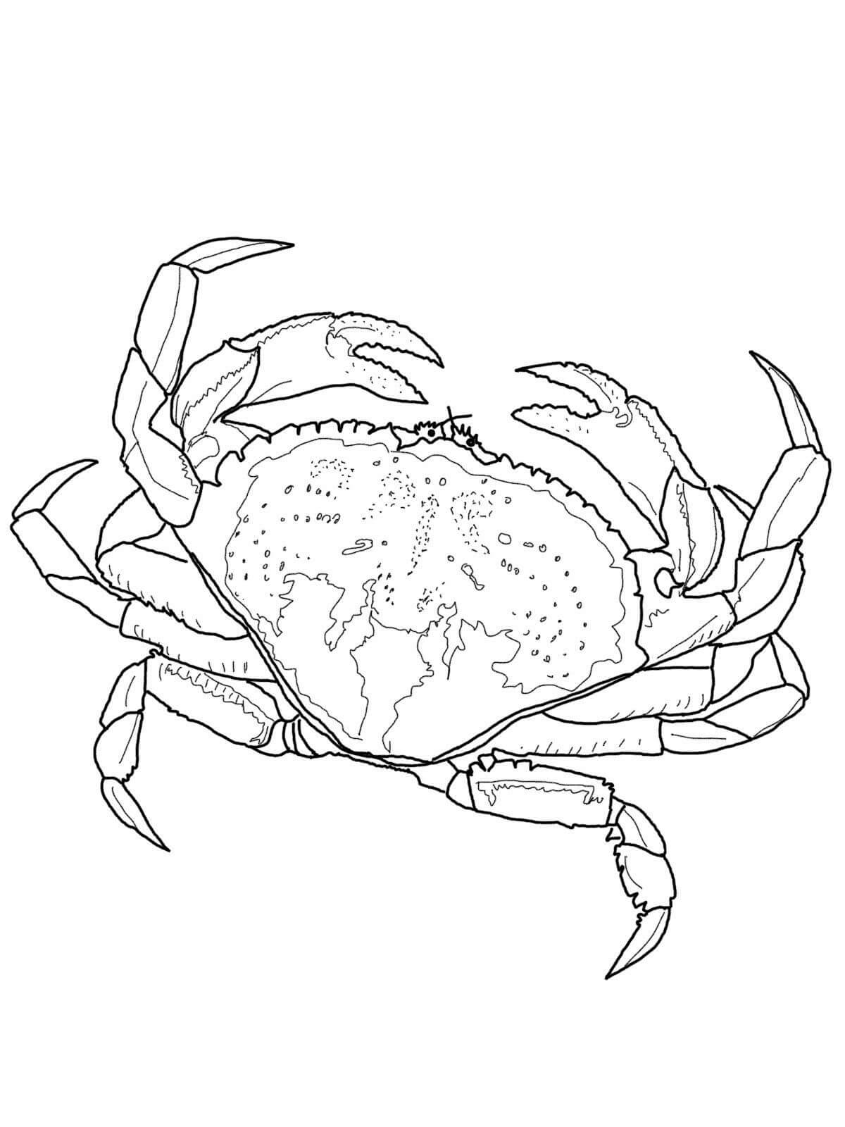 Dibujo de Cangrejo Impresionante para Colorear y Imprimir