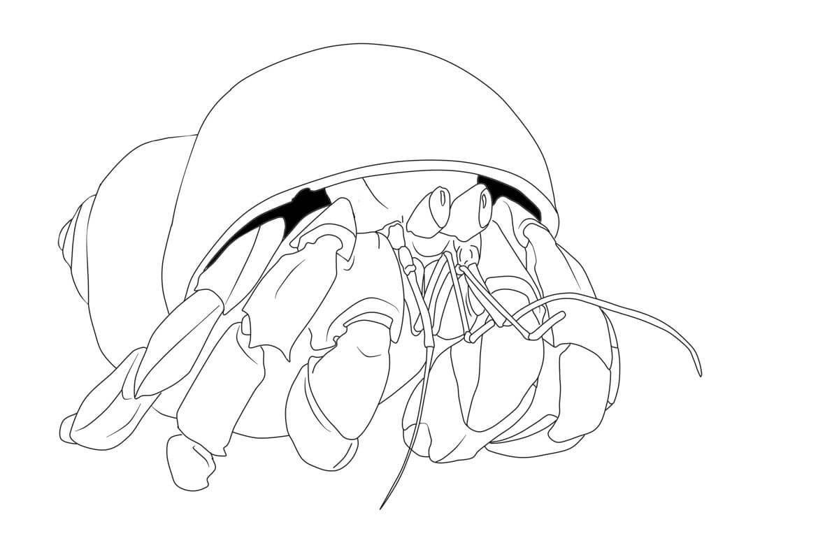 Dibujo de Cangrejo Perfecto para Colorear y Imprimir