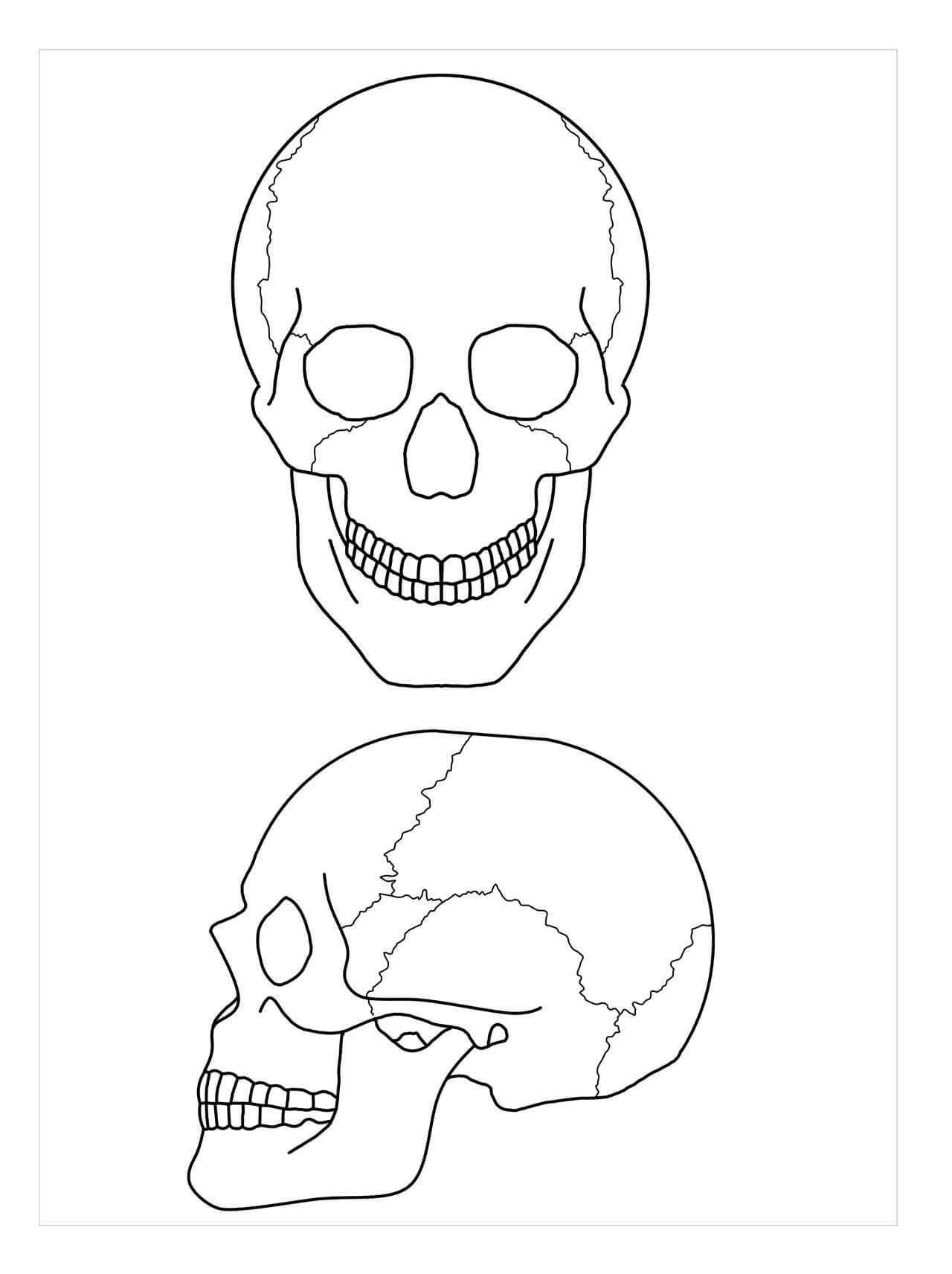 Dibujo de Anatomia de dos Cráneos para Colorear y Imprimir