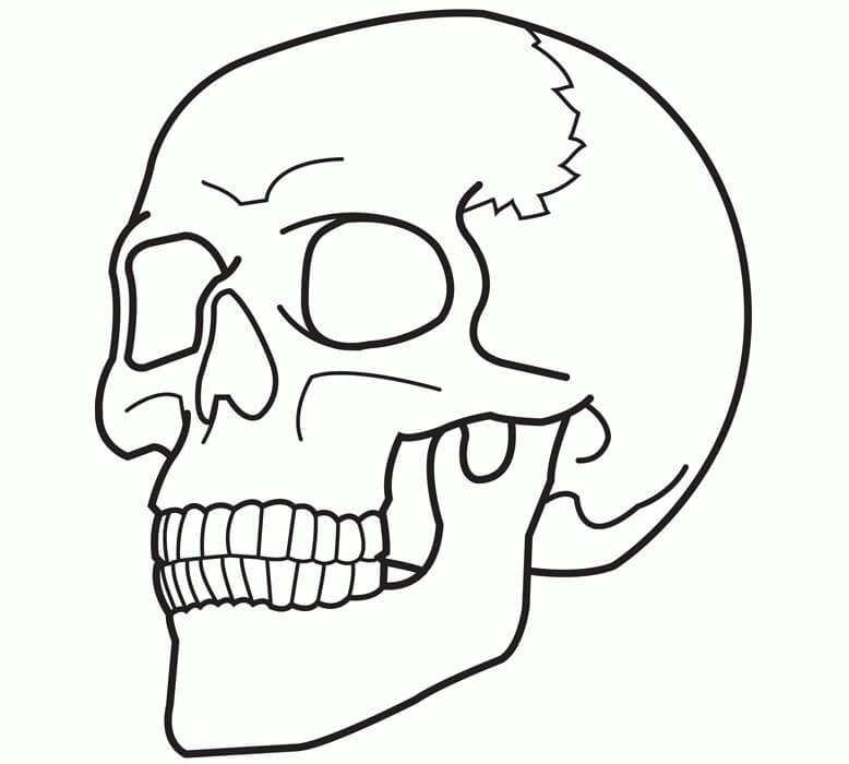 Dibujo de Cráneo Normal para Colorear y Imprimir