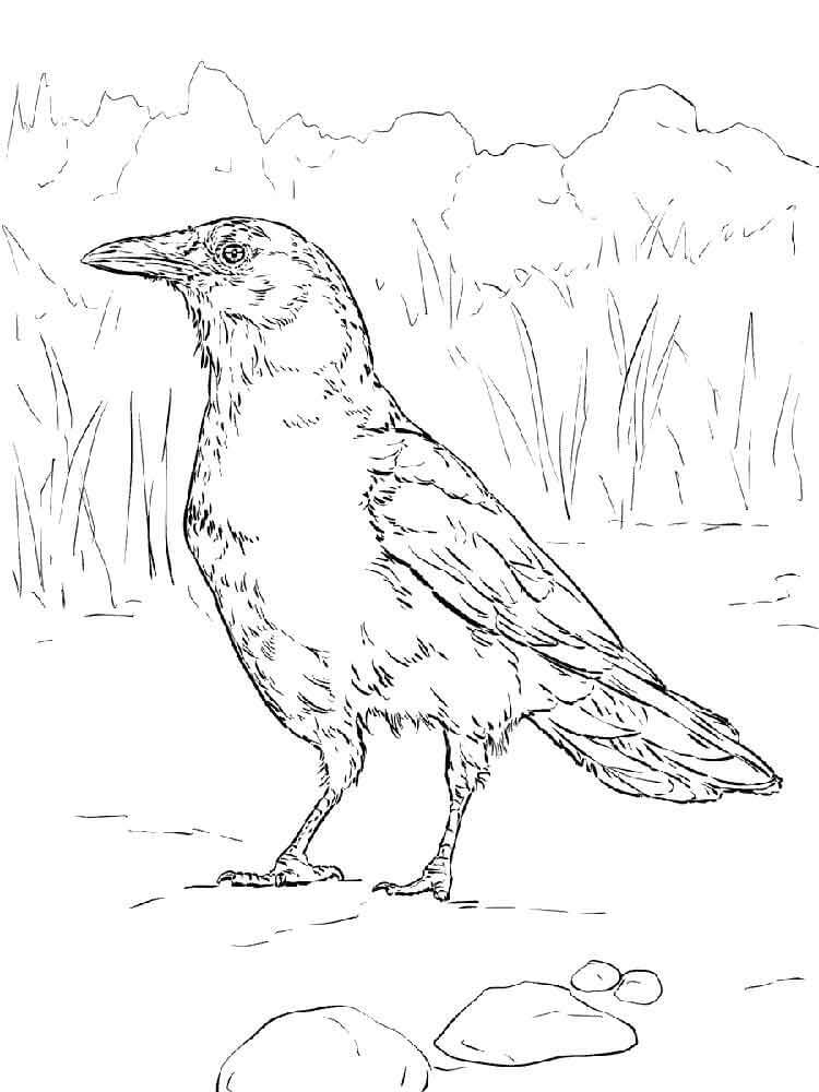 dibujo cuervo 1 para colorear