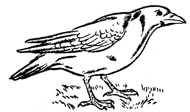 dibujo cuervo asombroso para colorear
