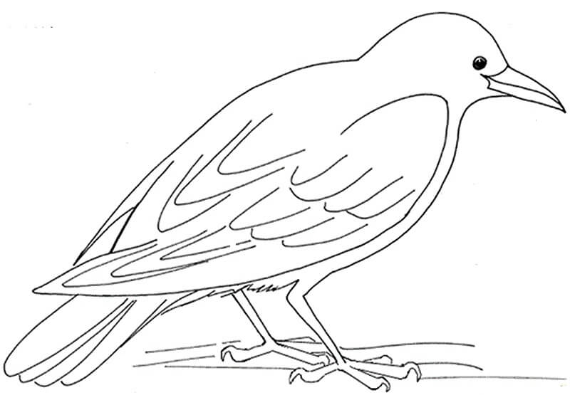 dibujo cuervo basico para colorear