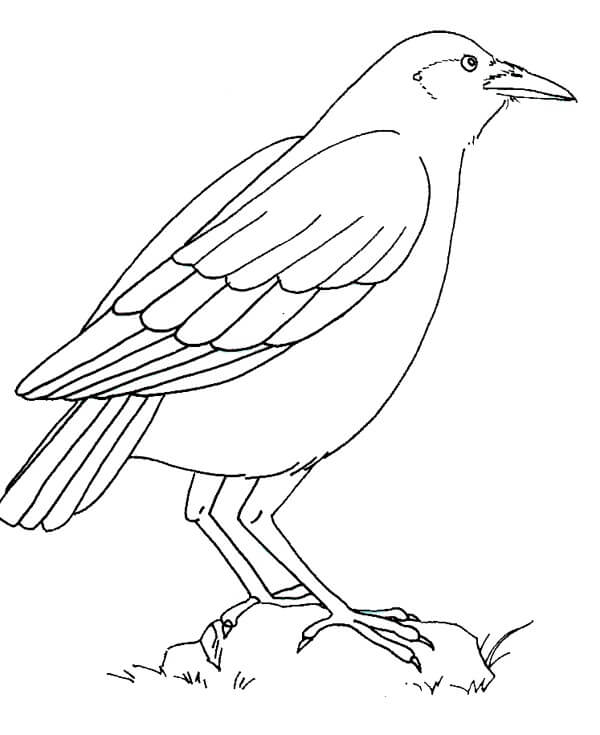 dibujo cuervo de pie para colorear