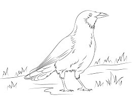 dibujo cuervo de pie sobre una roca para colorear