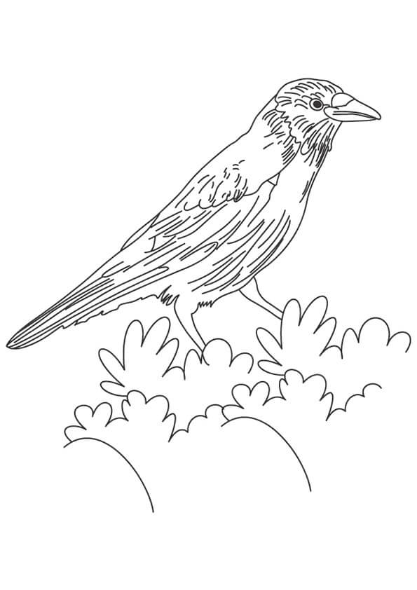dibujo cuervo en hoja para colorear