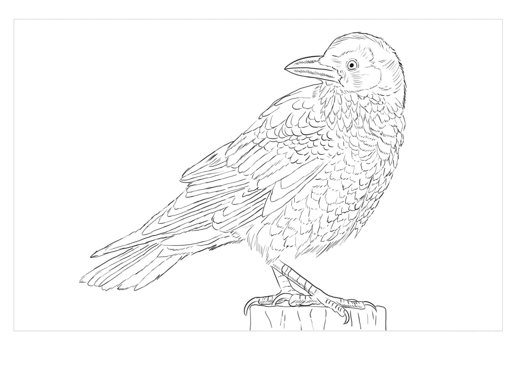 dibujo cuervo es para adultos para colorear