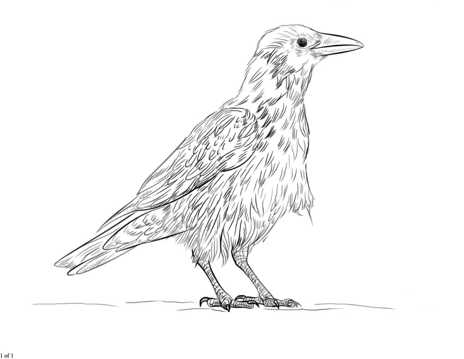 dibujo cuervo imprimible para colorear