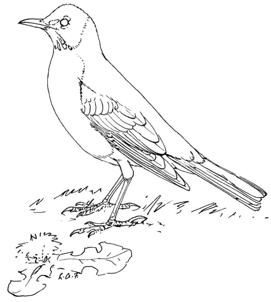 dibujo cuervo normal para colorear