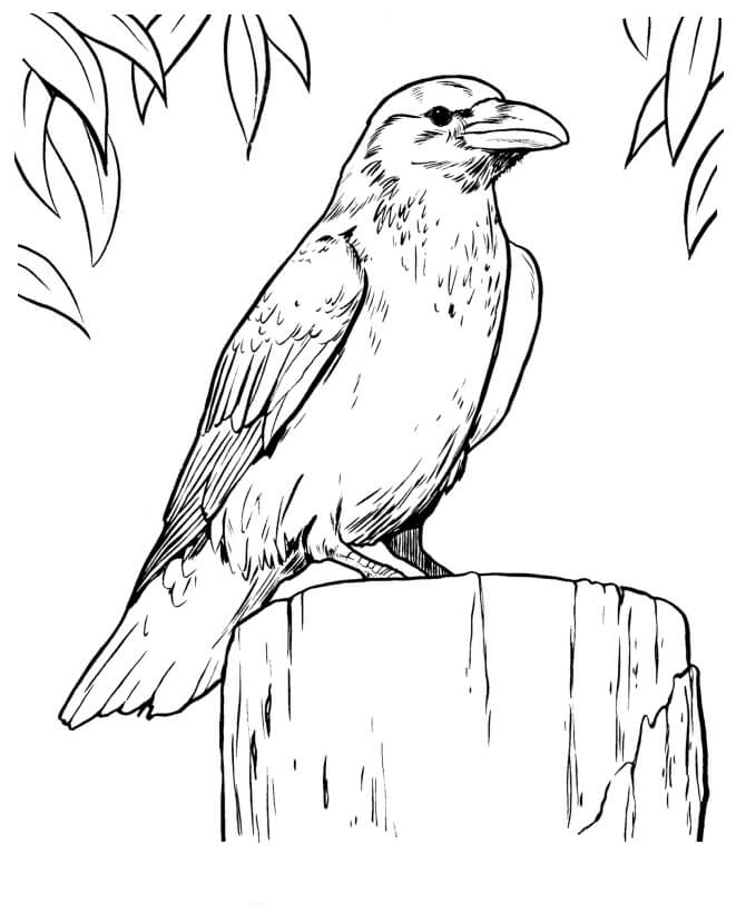 dibujo cuervo para colorear