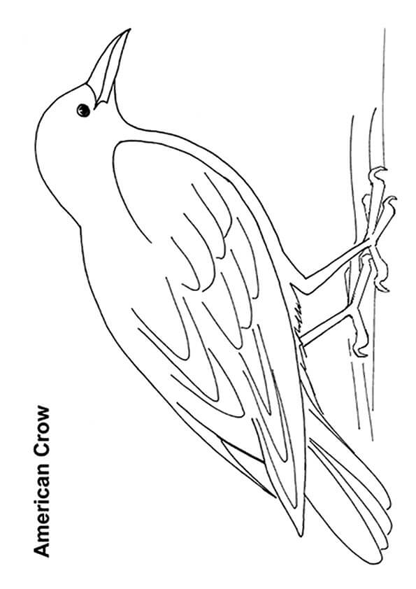 Dibujo de Cuervo Americano para Colorear y Imprimir