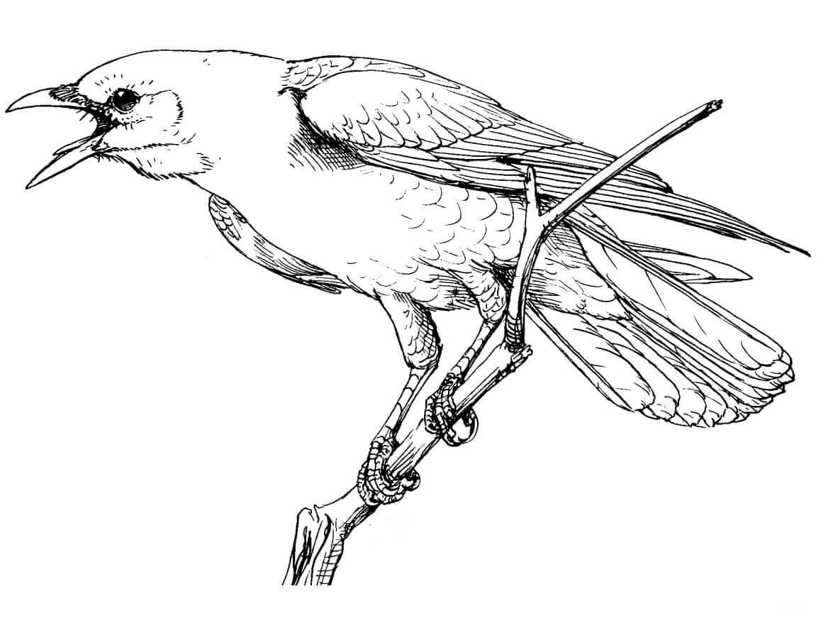 Dibujo de Cuervo En El Árbol para Colorear y Imprimir